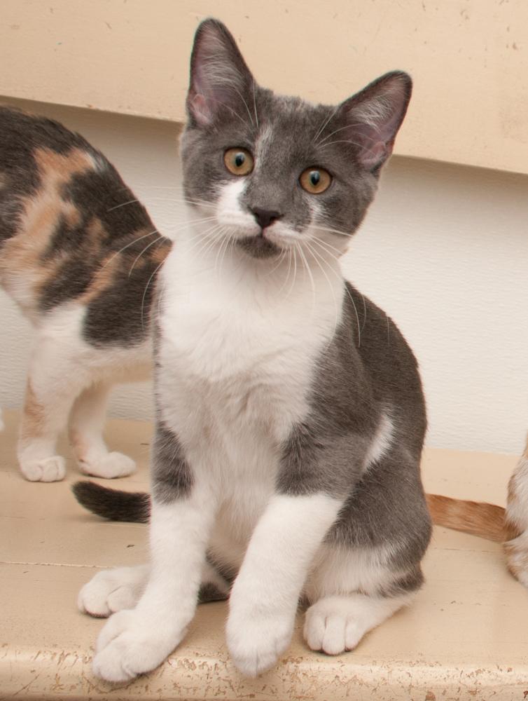 Enlarge Elvis (gets adopted with Kafa), a Adoptable Domestic Short Hair in Westminster, CO image 5/6