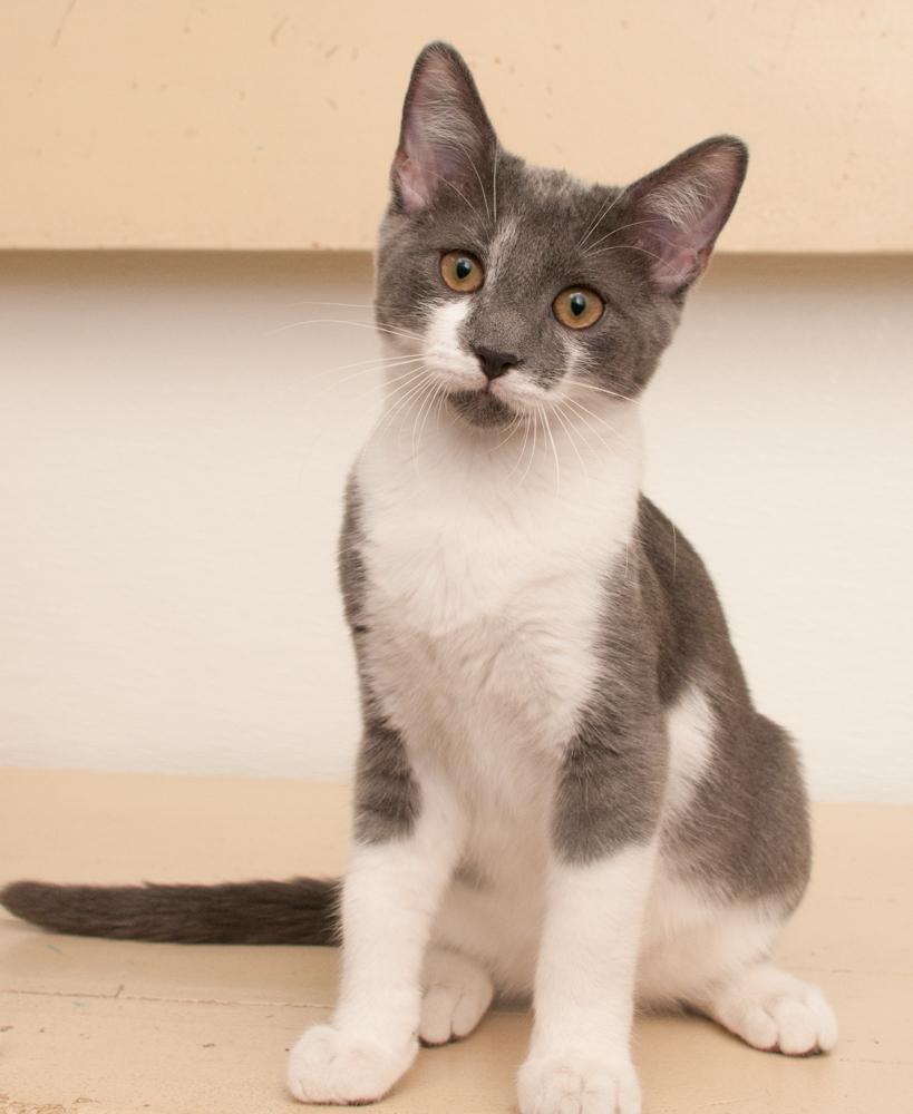 Enlarge Elvis (gets adopted with Kafa), a Adoptable Domestic Short Hair in Westminster, CO image 3/6