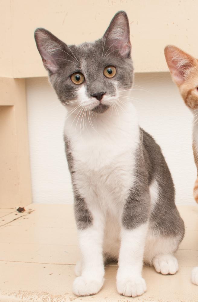 Enlarge Elvis (gets adopted with Kafa), a Adoptable Domestic Short Hair in Westminster, CO image 4/6