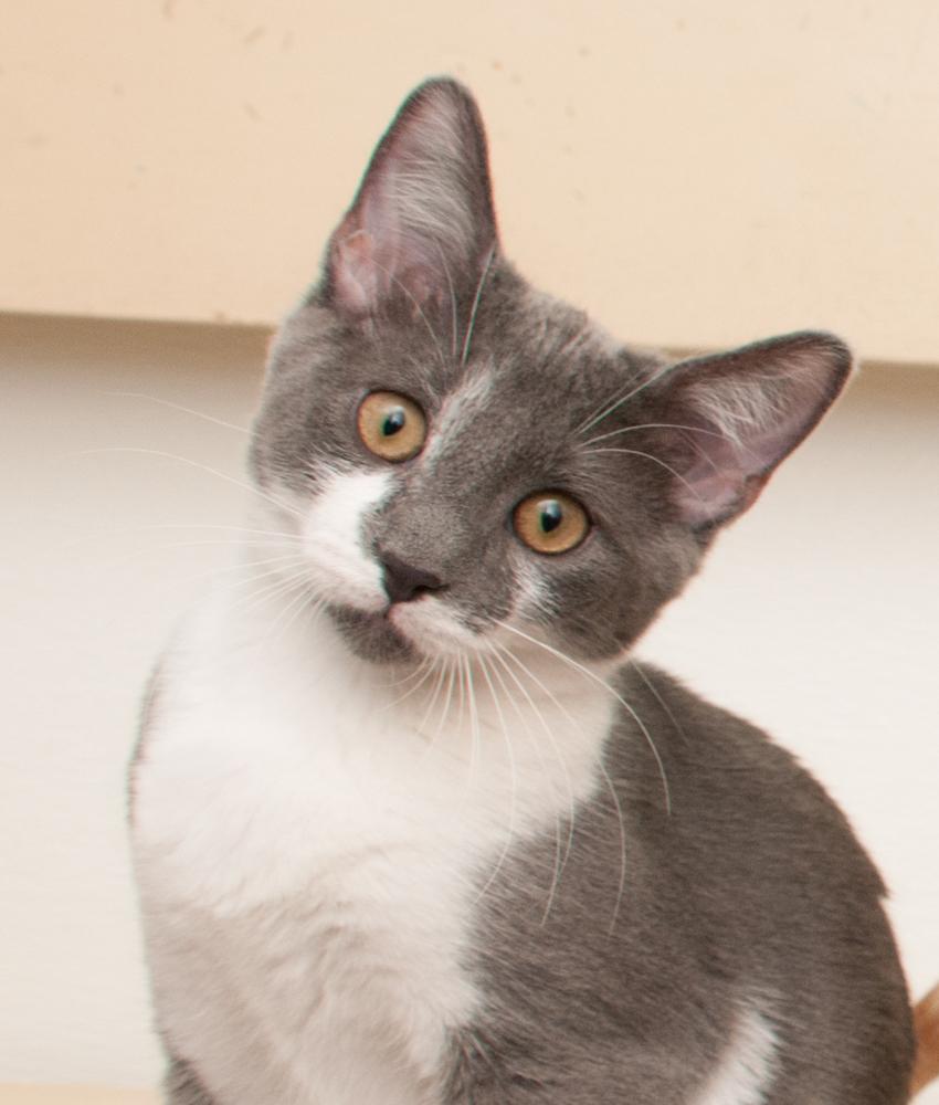 Enlarge Elvis (gets adopted with Kafa), a Adoptable Domestic Short Hair in Westminster, CO image 2/6