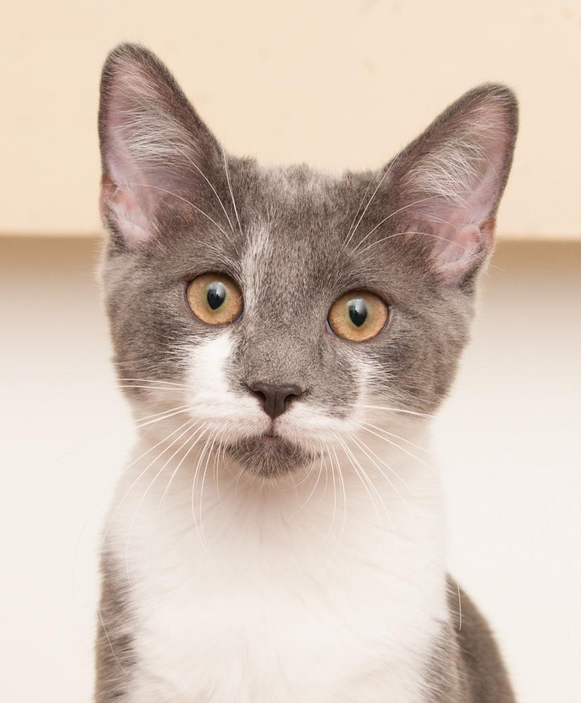 Elvis (gets adopted with Kafa), Adoptable, Kitten Male Domestic Short Hair.