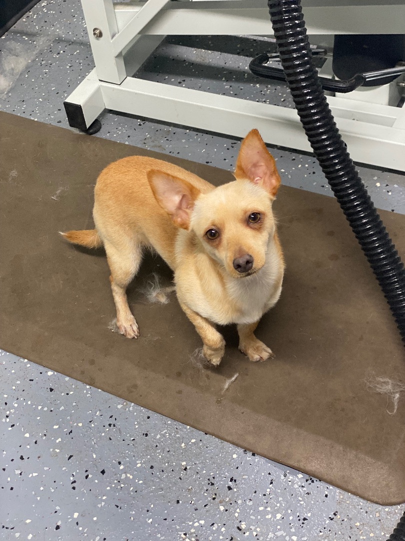 Checo, Adopted, Young Male Chihuahua.