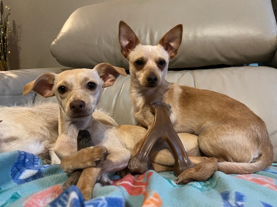 Checo, a Adopted Chihuahua in Flower Mound, TX image 2/6