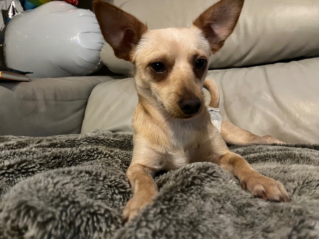 Checo, a Adopted Chihuahua in Flower Mound, TX image 3/6