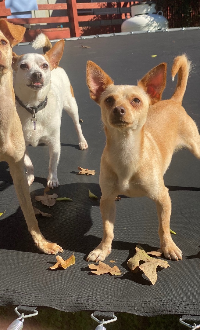 Checo, a Adopted Chihuahua in Flower Mound, TX image 4/6