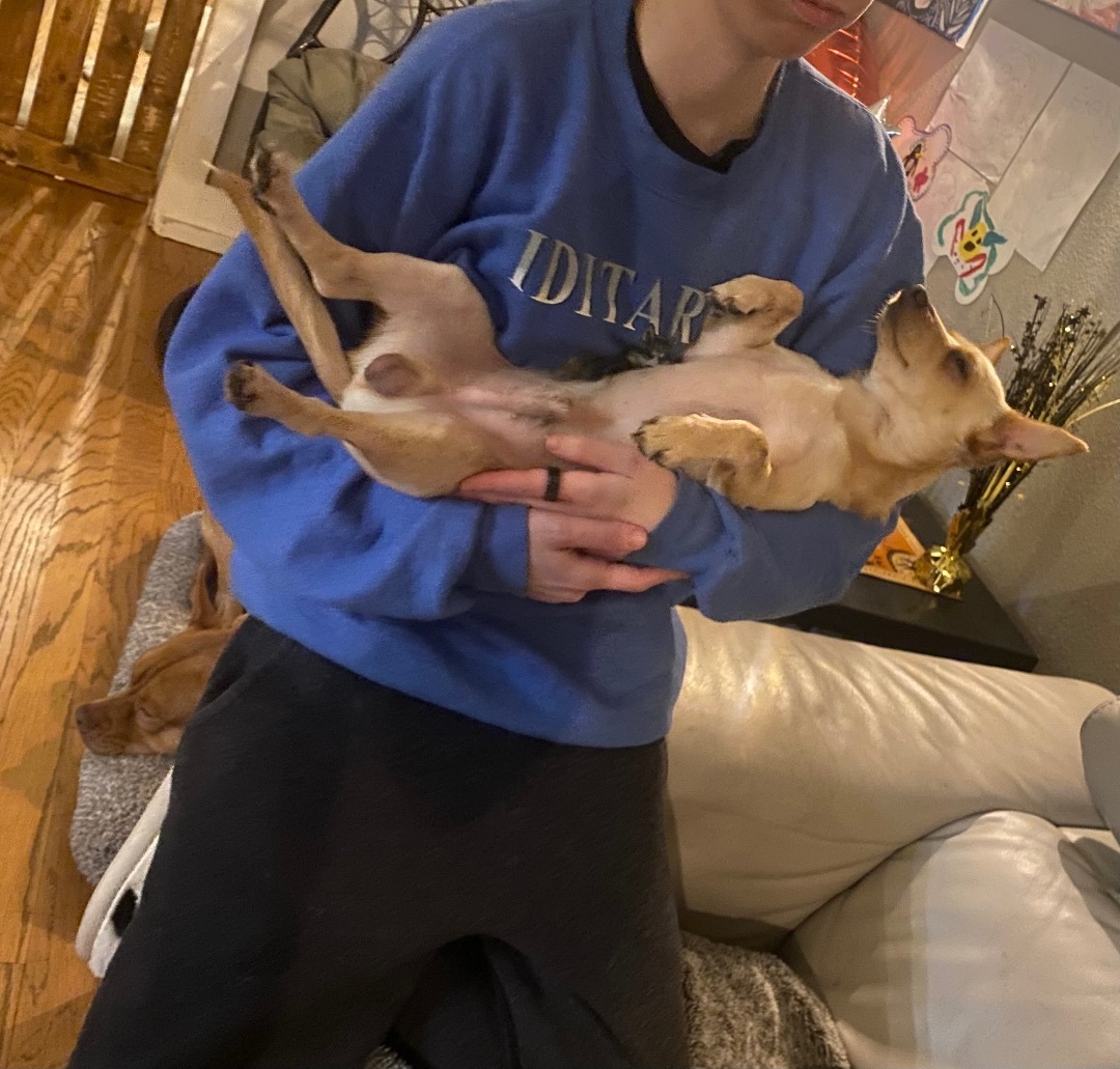 Checo, a Adopted Chihuahua in Flower Mound, TX image 5/6