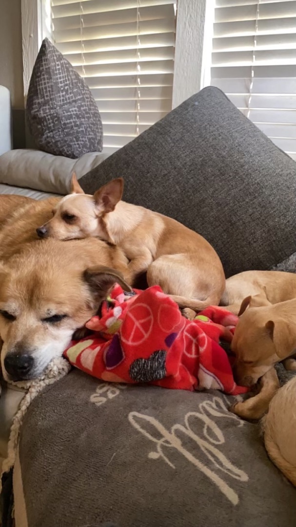 Checo, a Adopted Chihuahua in Flower Mound, TX image 6/6