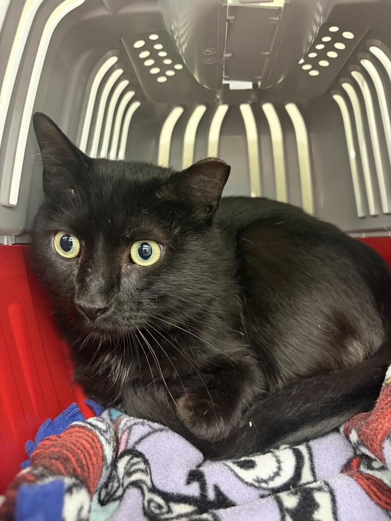 Jeepers, Adoptable, Adult Male Domestic Short Hair.