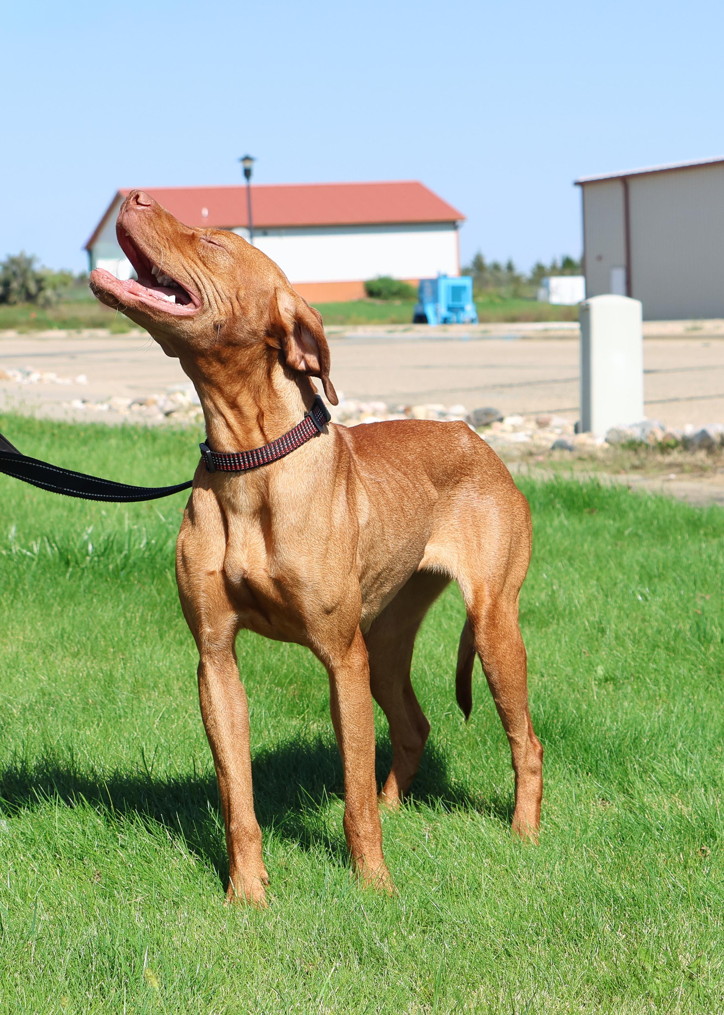 Cider, an adoptable Vizsla in Pierre, SD, 57501 | Photo Image 3