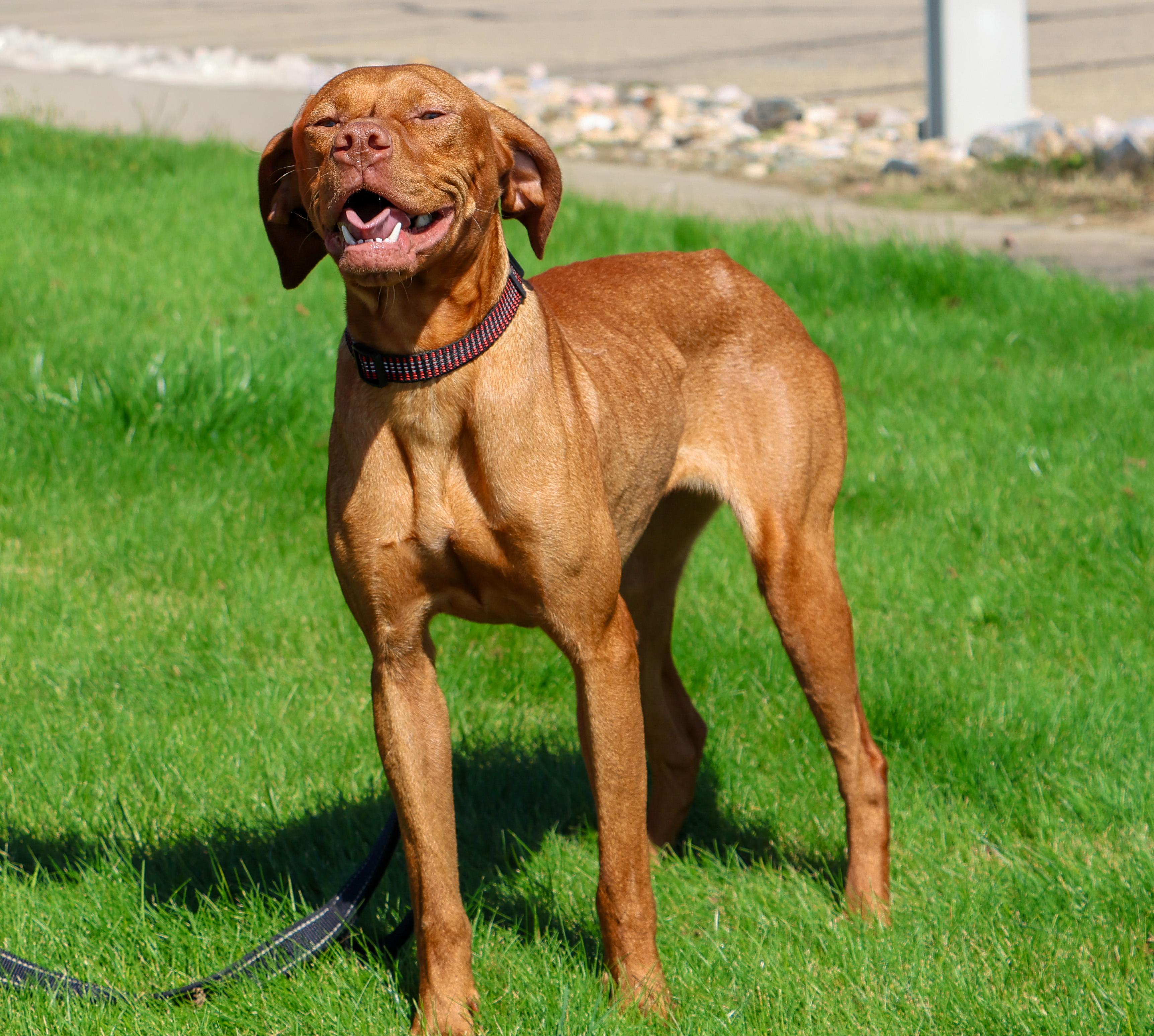 Cider, an adoptable Vizsla in Pierre, SD, 57501 | Photo Image 1