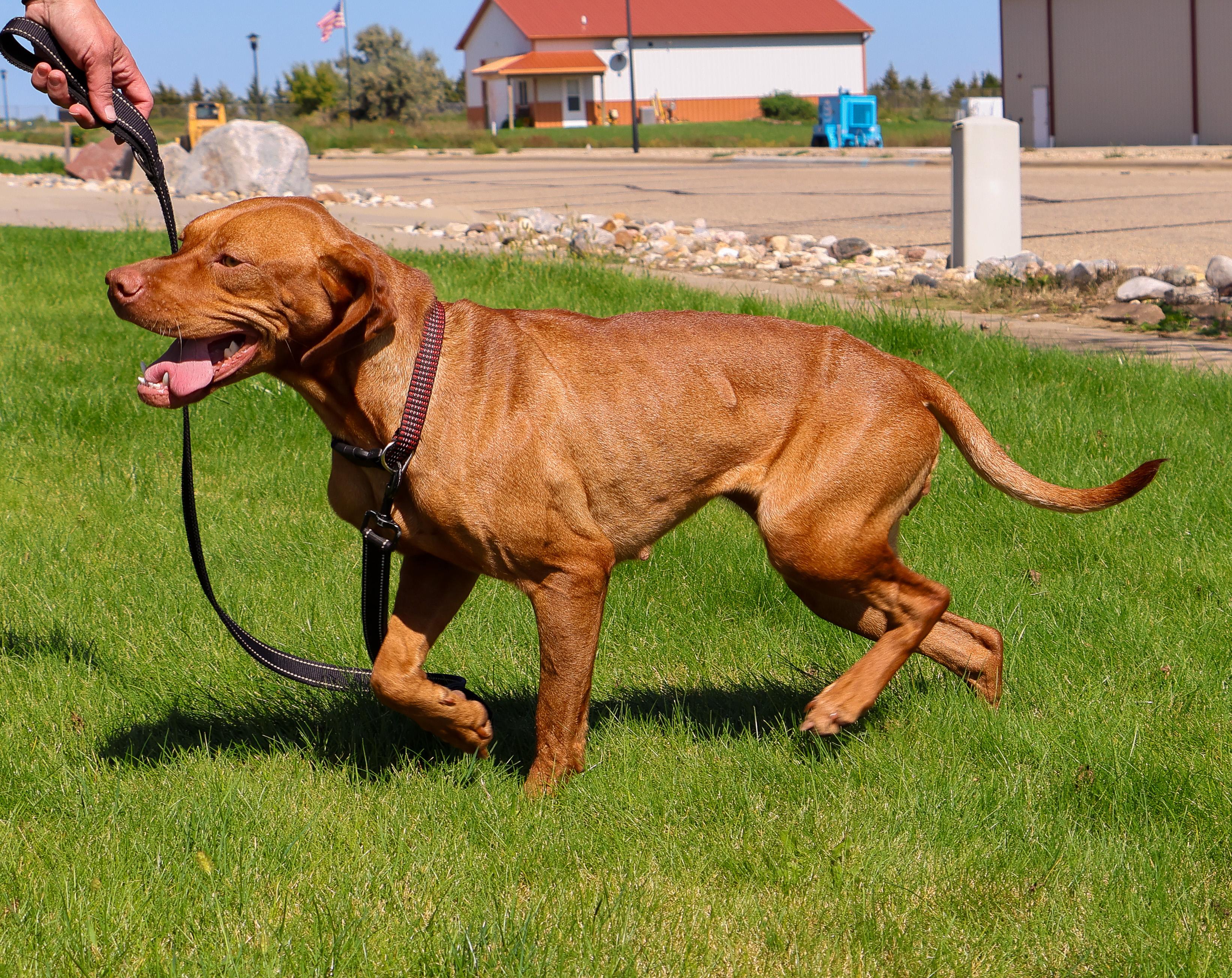 Cider, an adoptable Vizsla in Pierre, SD, 57501 | Photo Image 2