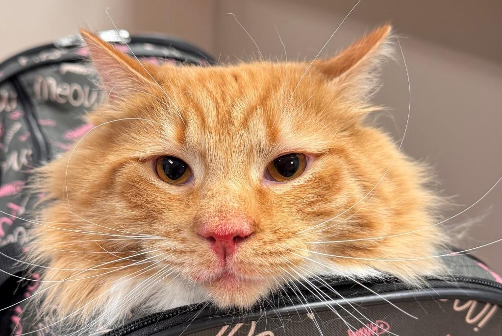 Cheddar, Adoptable, Adult Male Domestic Medium Hair.