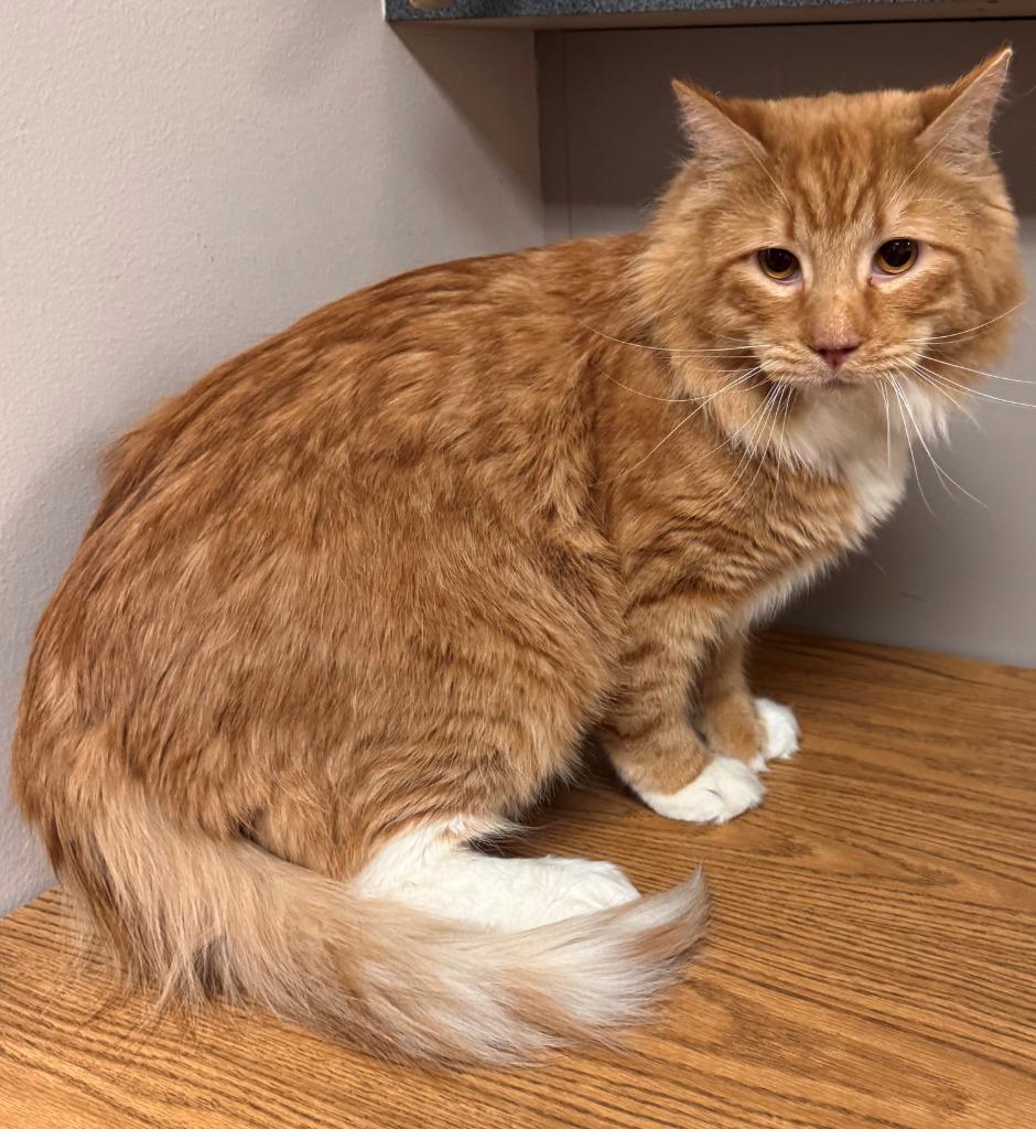 Enlarge Cheddar, a Adoptable mixed breed in Kenai, AK image 2/2