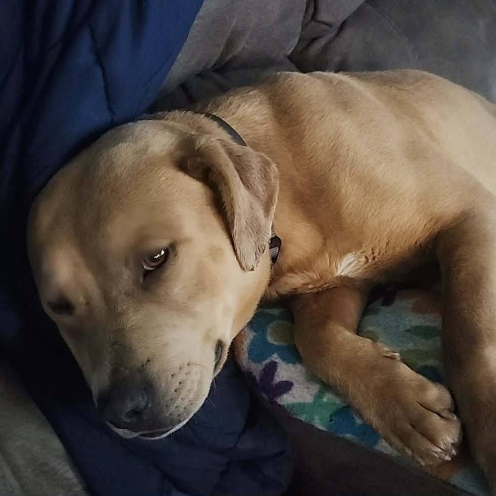 Bruno, Adoptable, Young Male Pit Bull Terrier & Mixed Breed.