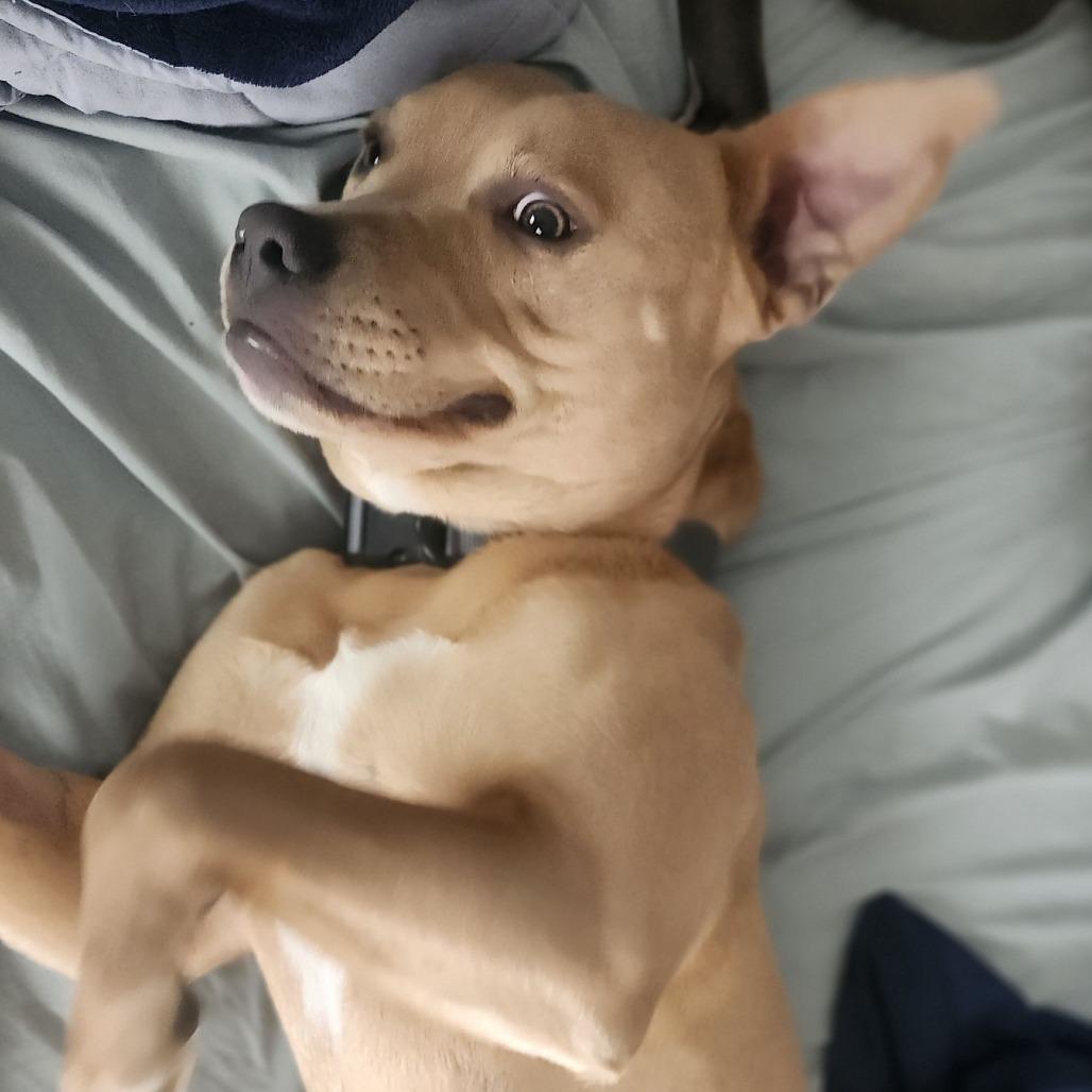 Enlarge Bruno, a Adoptable mixed breed in Boone, IA image 2/5