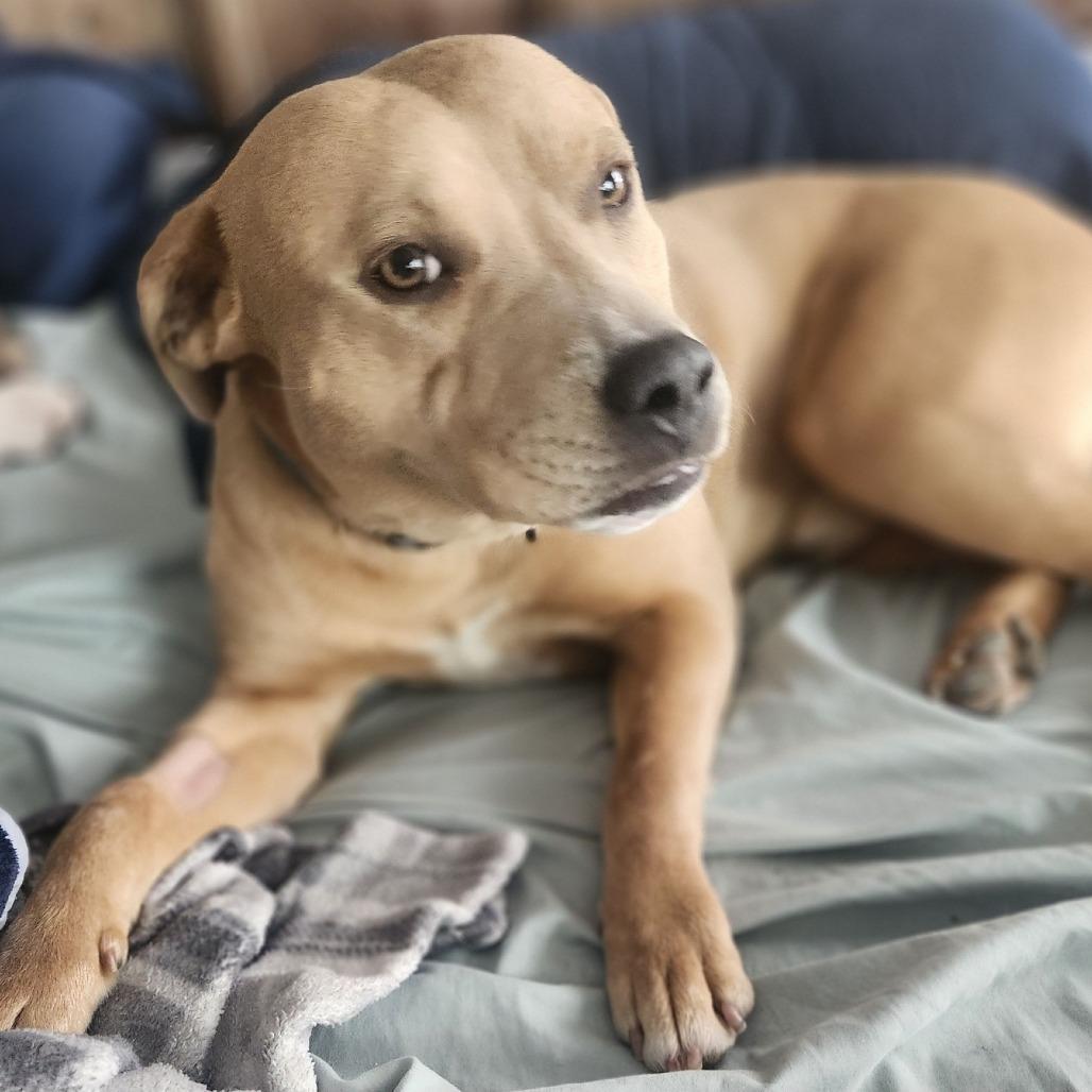 Enlarge Bruno, a Adoptable mixed breed in Boone, IA image 3/5
