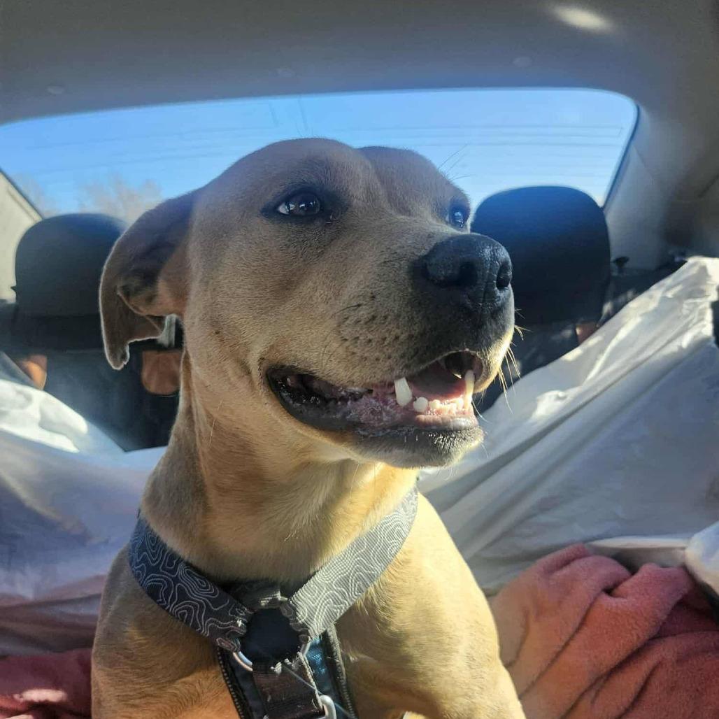 Enlarge Bruno, a Adoptable mixed breed in Boone, IA image 4/5