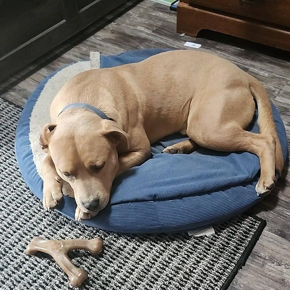 Enlarge Bruno, a Adoptable mixed breed in Boone, IA image 5/5