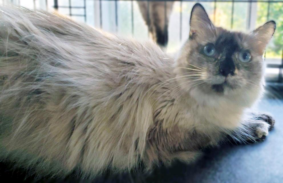 Gwendolyn, Adoptable, Adult Female Ragdoll.