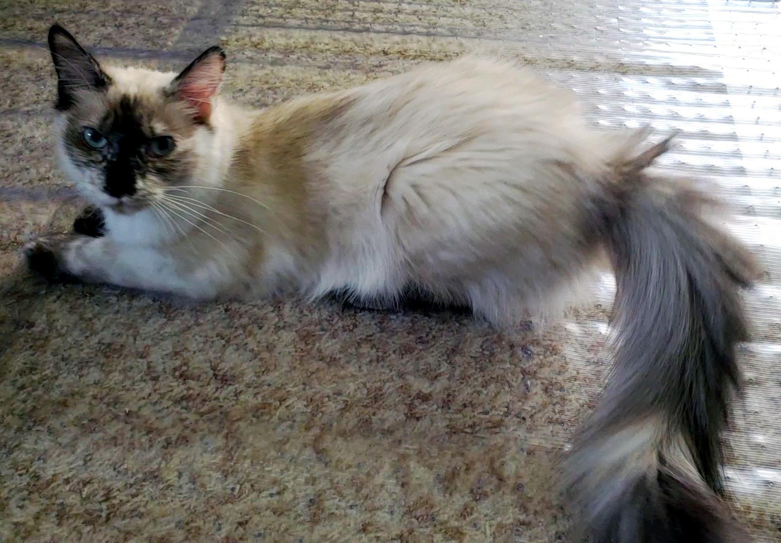 Enlarge Gwendolyn, a Adoptable mixed breed in Davis, CA image 2/3