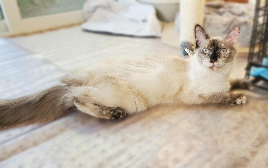 Gwendolyn, Adoptable, Adult Female Ragdoll.
