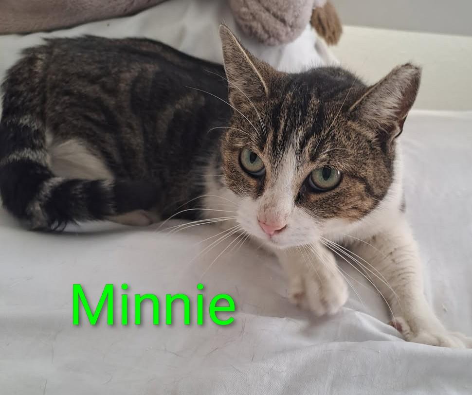Enlarge Minnie, a Adoptable Domestic Short Hair in Orange, CA image 3/3