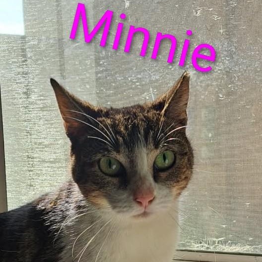 Enlarge Minnie, a Adoptable Domestic Short Hair in Orange, CA image 2/3