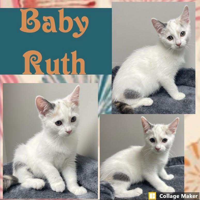 Baby Ruth, ADOPTABLE, Young Female Domestic Short Hair.