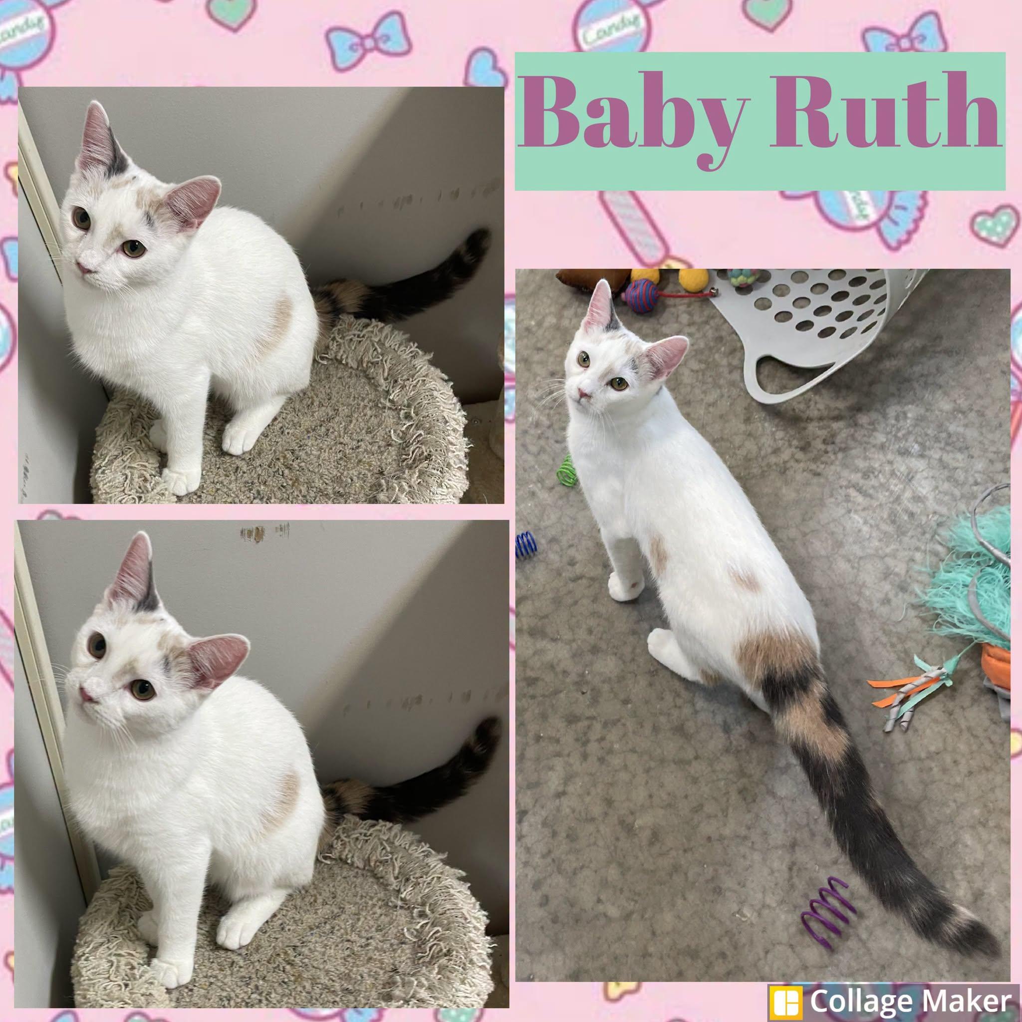 Baby Ruth, Adoptable, Young Female Domestic Short Hair.