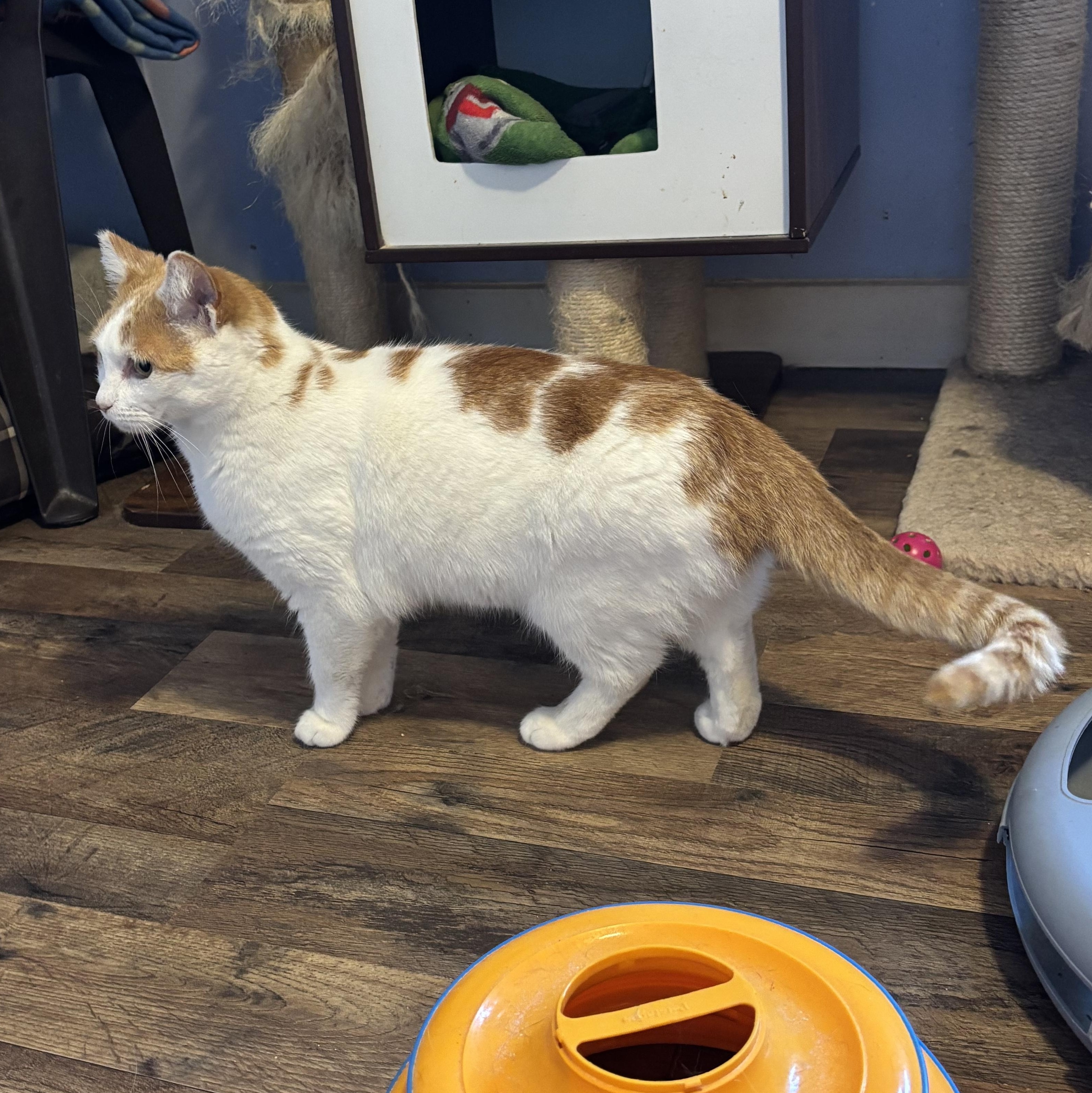 Enlarge Chispi, an adopted Domestic Short Hair in Anderson , SC image 3/4