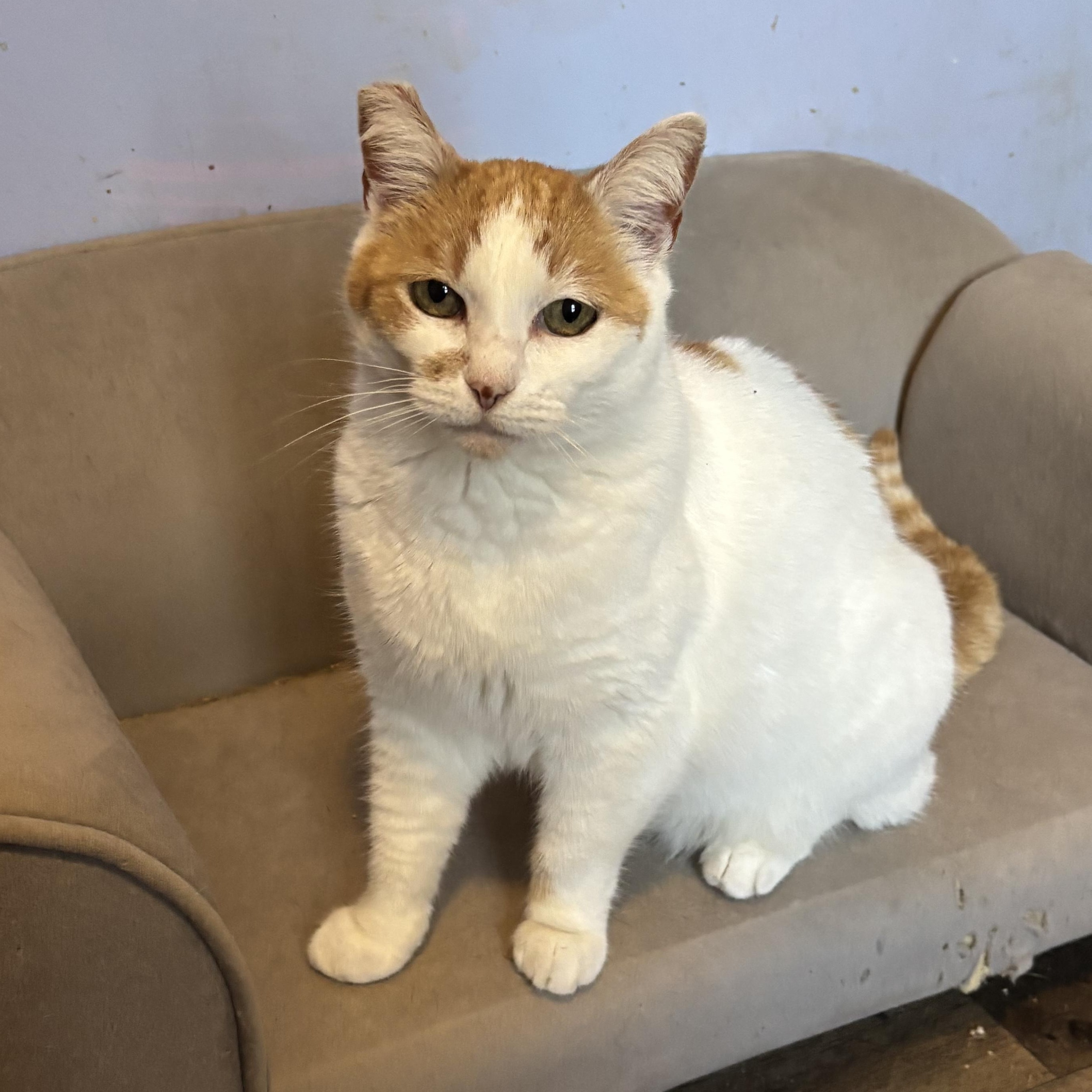 Enlarge Chispi, an adopted Domestic Short Hair in Anderson , SC image 2/4