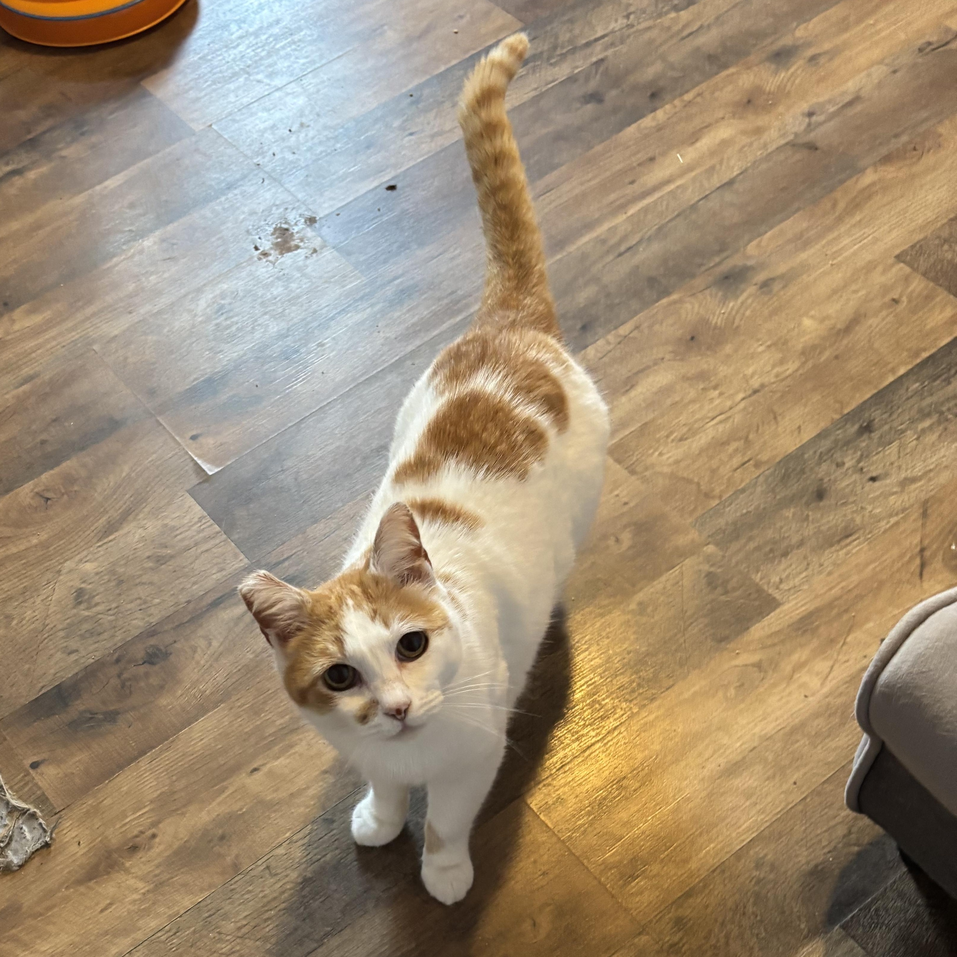 Chispi, adopted, Senior Female Domestic Short Hair.