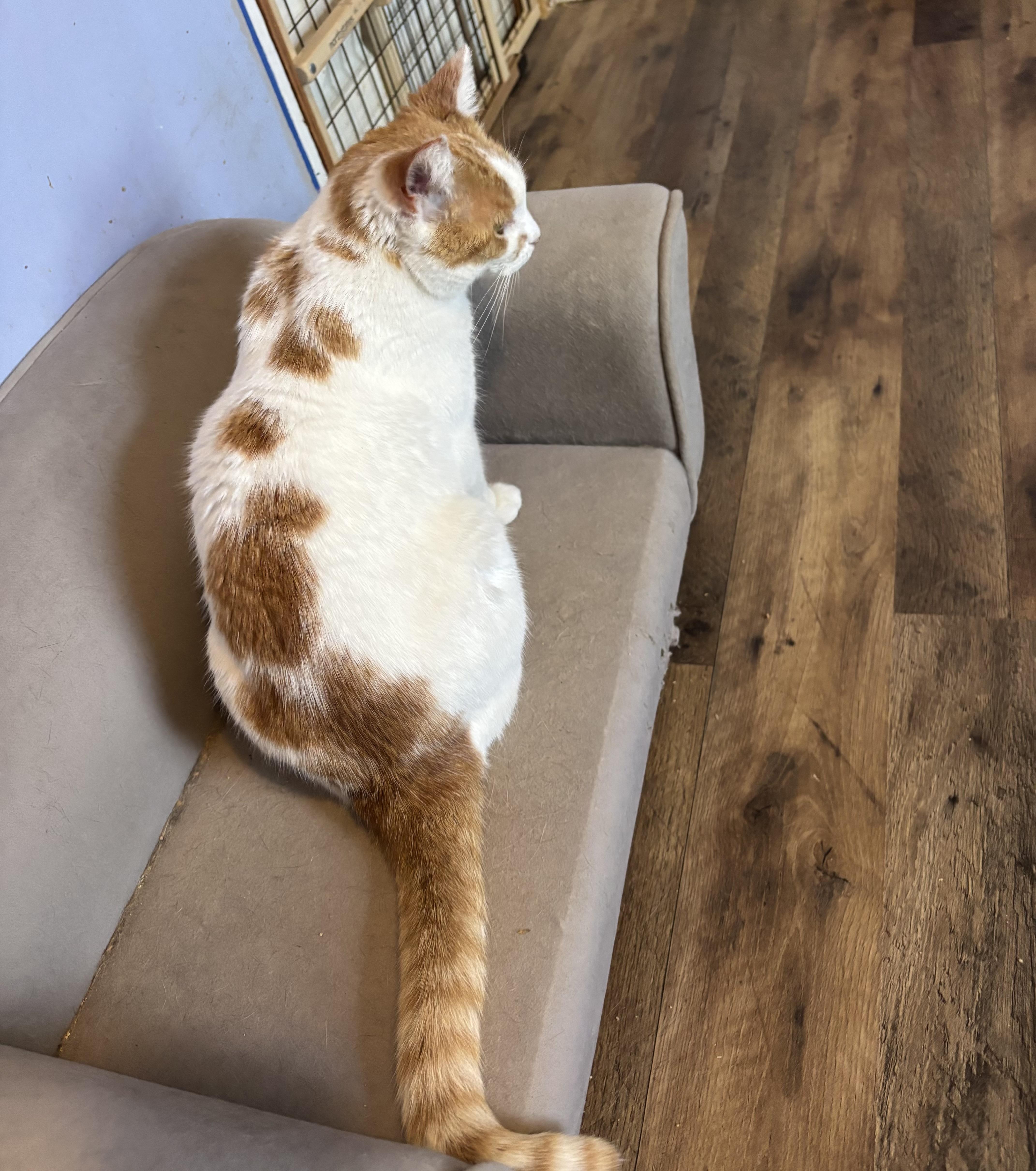 Enlarge Chispi, an adopted Domestic Short Hair in Anderson , SC image 4/4