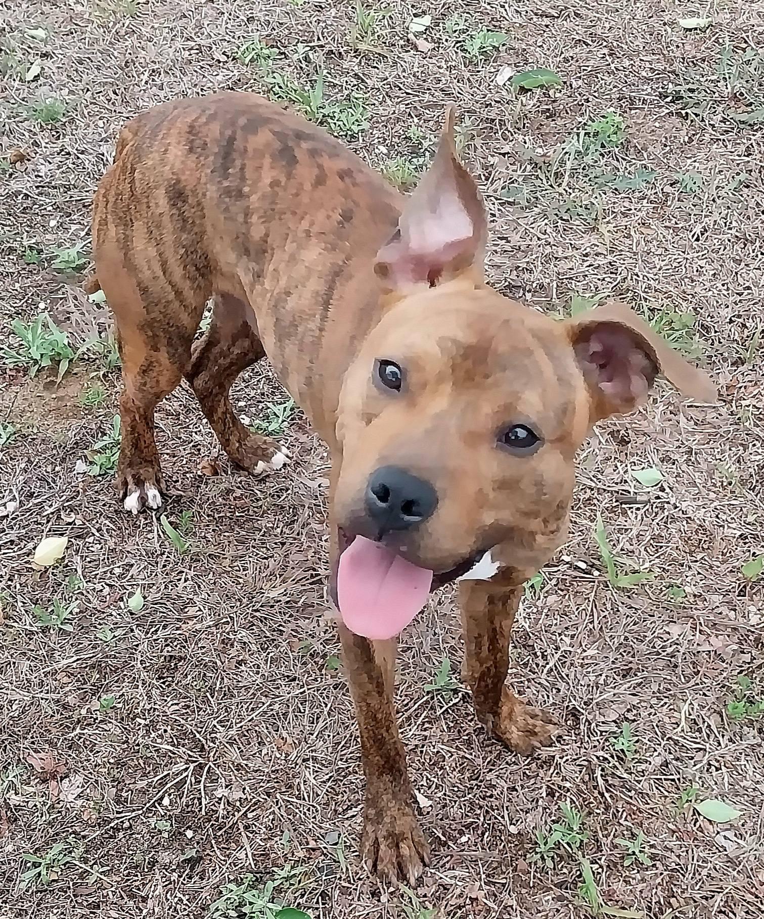 Peanut