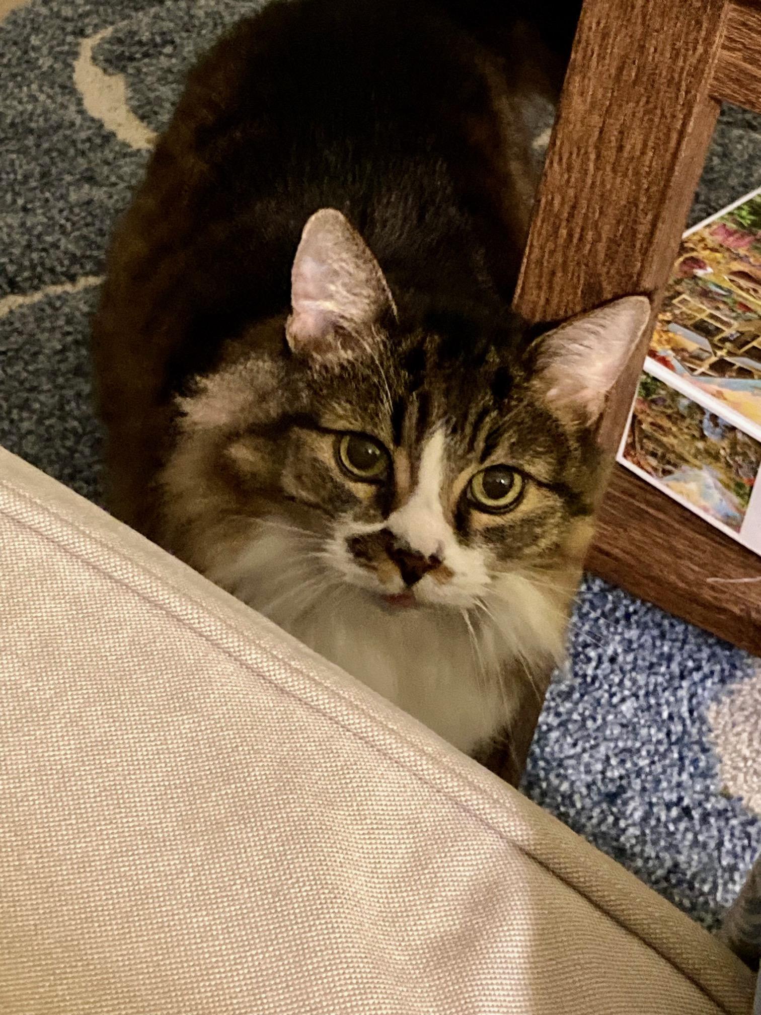 Enlarge Ariel, a Adoptable Domestic Medium Hair in Irvine, CA image 2/3