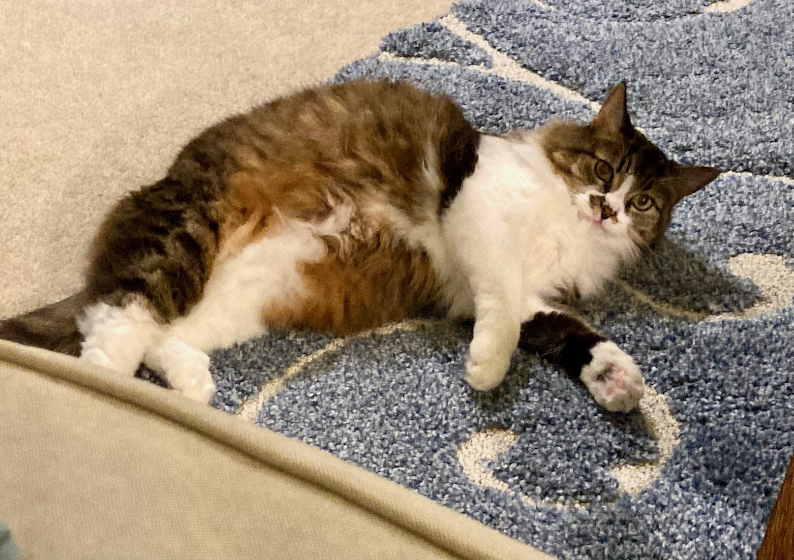 Enlarge Ariel, a Adoptable Domestic Medium Hair in Irvine, CA image 3/3