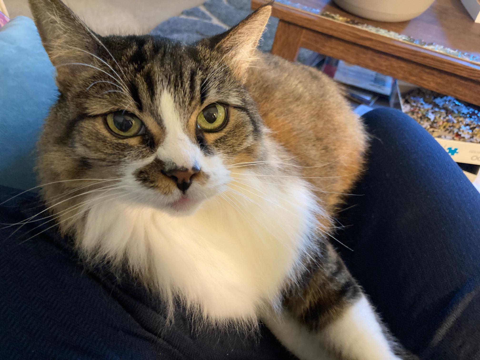 Ariel, Adoptable, Adult Female Domestic Medium Hair.