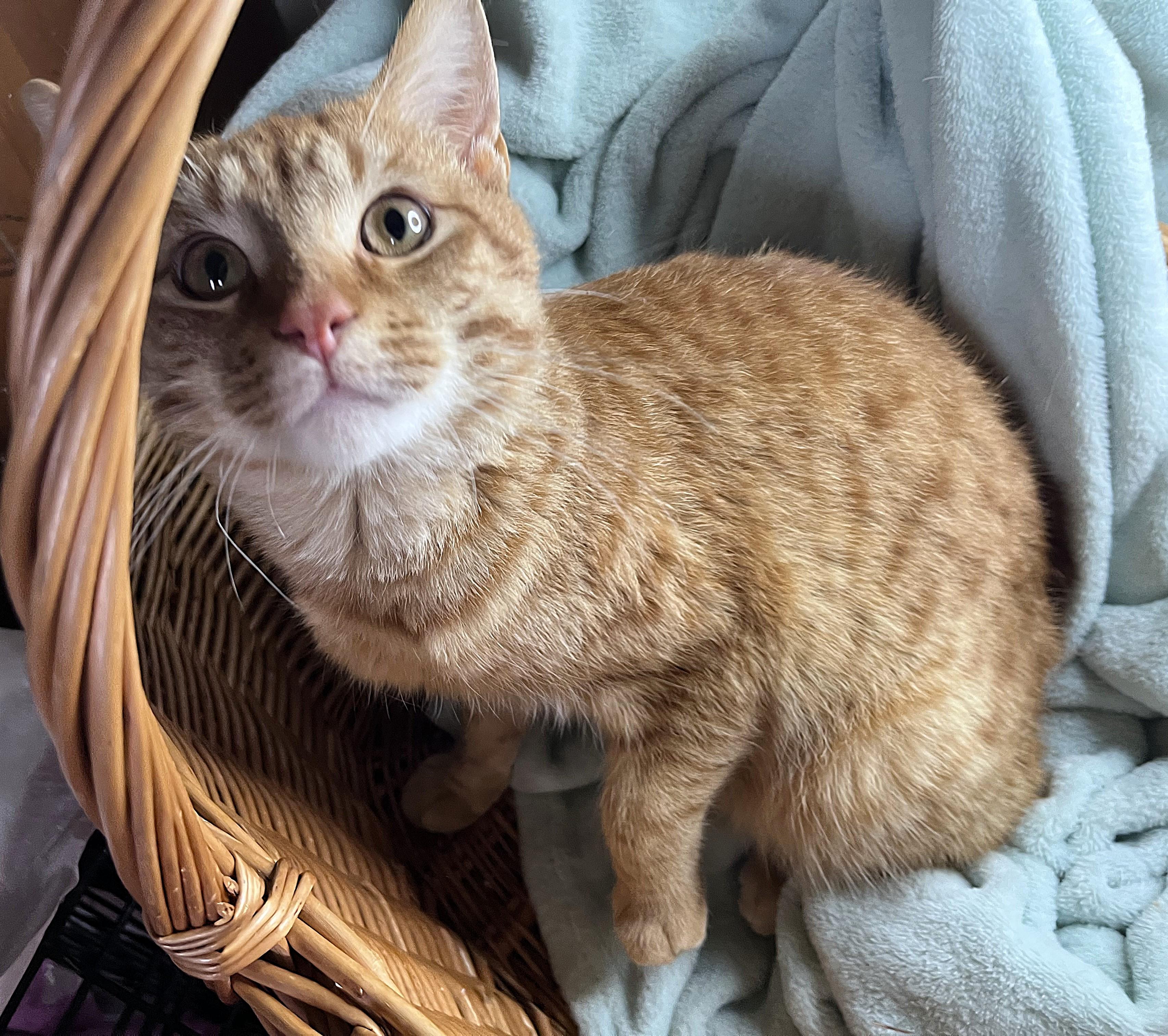 Enlarge Rosco, a ADOPTABLE mixed breed in Rocky Hill, CT image 3/5