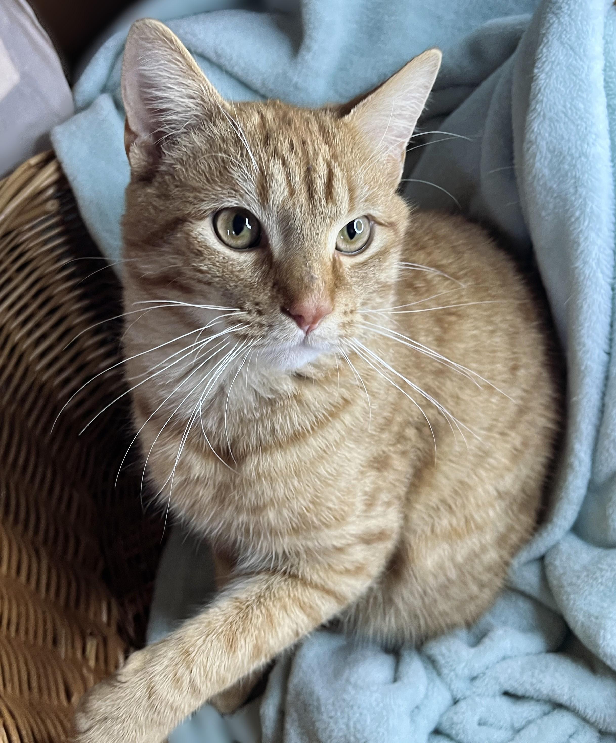 Enlarge Rosco, a ADOPTABLE mixed breed in Rocky Hill, CT image 2/5