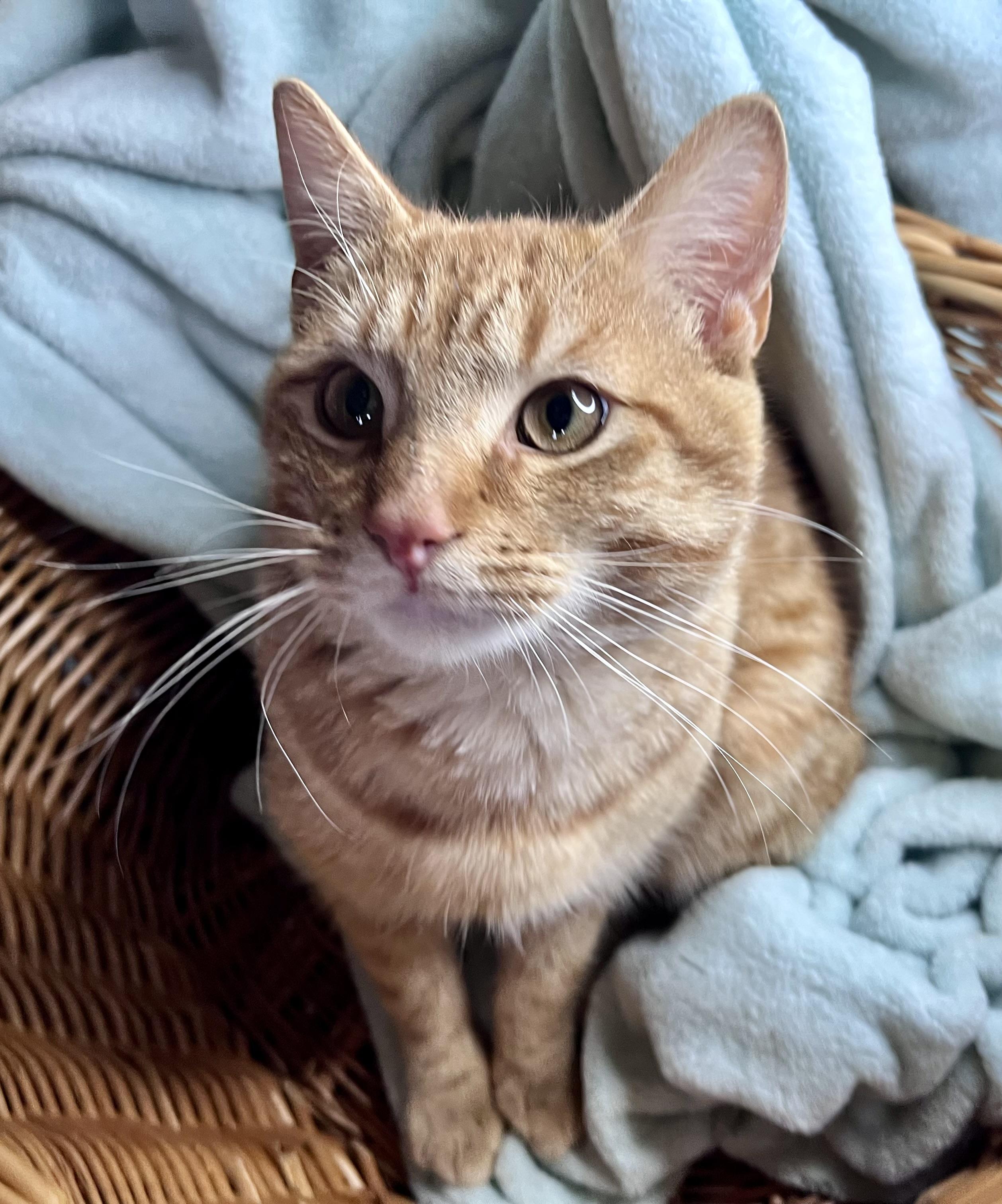 Enlarge Rosco, a ADOPTABLE mixed breed in Rocky Hill, CT image 4/5