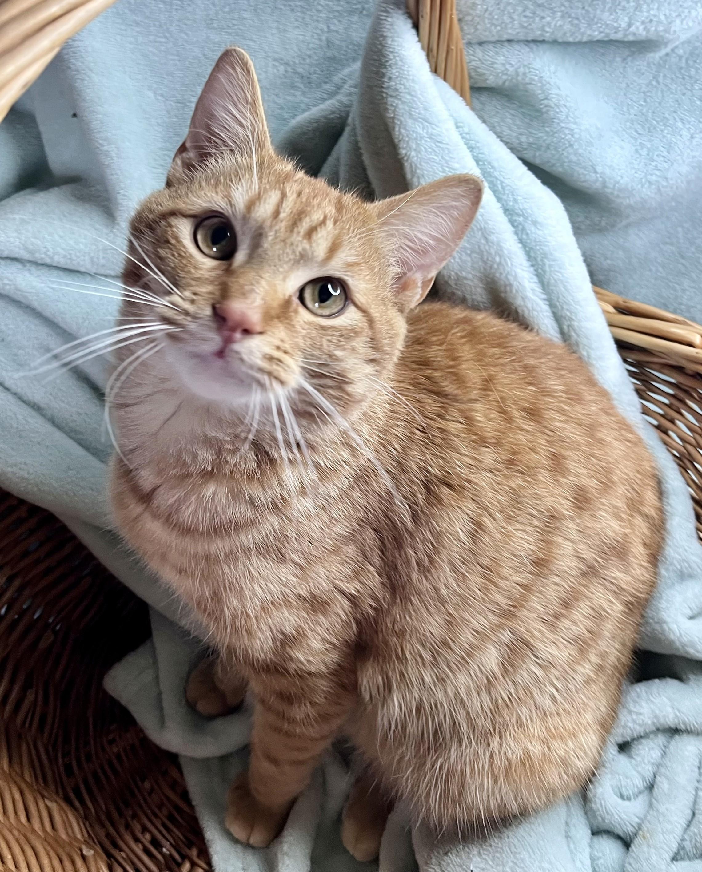 Enlarge Rosco, a ADOPTABLE mixed breed in Rocky Hill, CT image 5/5