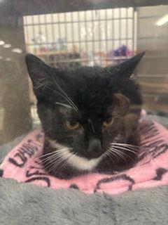 Charmin, Adopted, Kitten Male Domestic Short Hair.