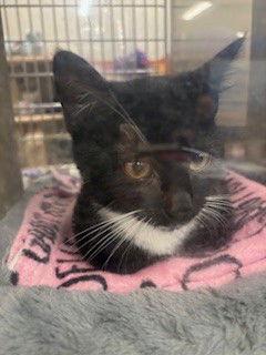 Enlarge Charmin, a Adopted Domestic Short Hair in Fayetteville, GA image 3/3