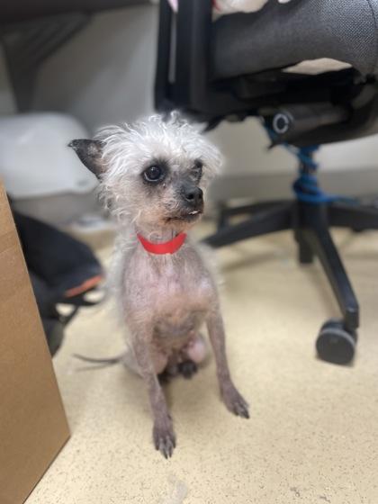 Yzma, Adoptable, Adult Female Poodle & Terrier.