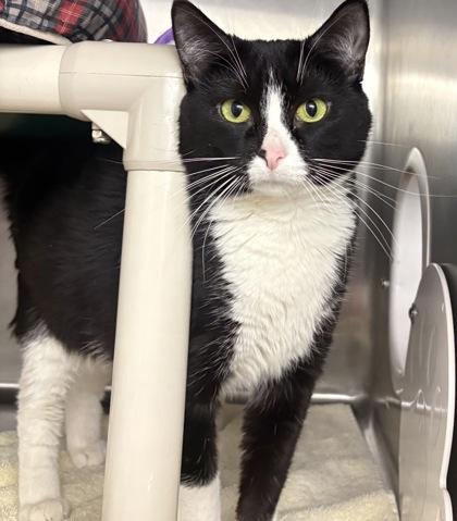 Mozzarella Stick, Adoptable, Adult Female Domestic Short Hair & Domestic Short Hair.