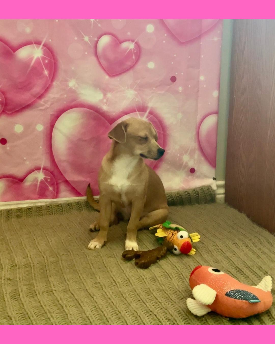 Pumpkin, a ADOPTABLE mixed breed in Coahoma, TX image 3/4