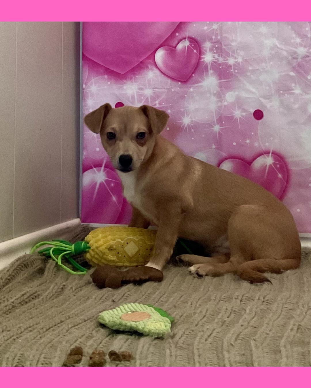 Pumpkin, a ADOPTABLE mixed breed in Coahoma, TX image 2/4