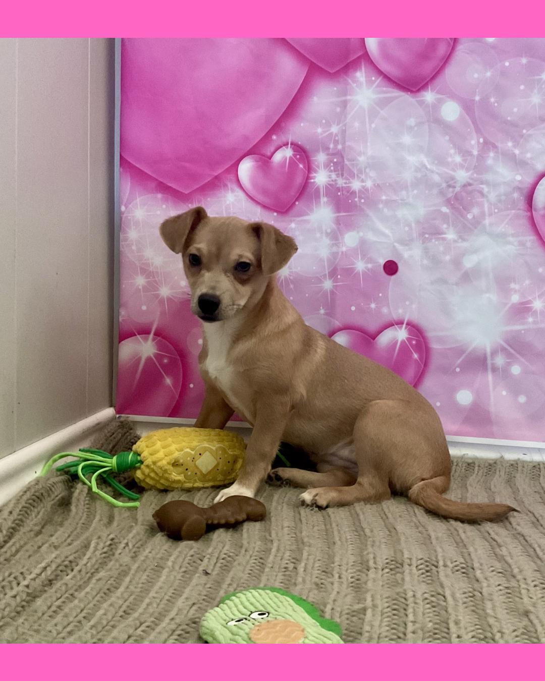 Pumpkin, ADOPTABLE, Puppy Female Chihuahua & Corgi.