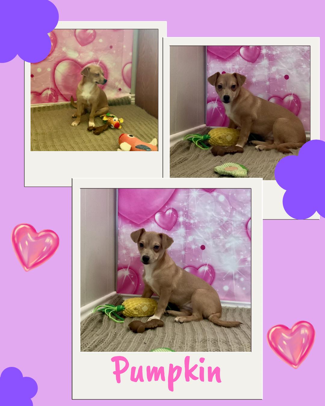 Pumpkin, a ADOPTABLE mixed breed in Coahoma, TX image 4/4