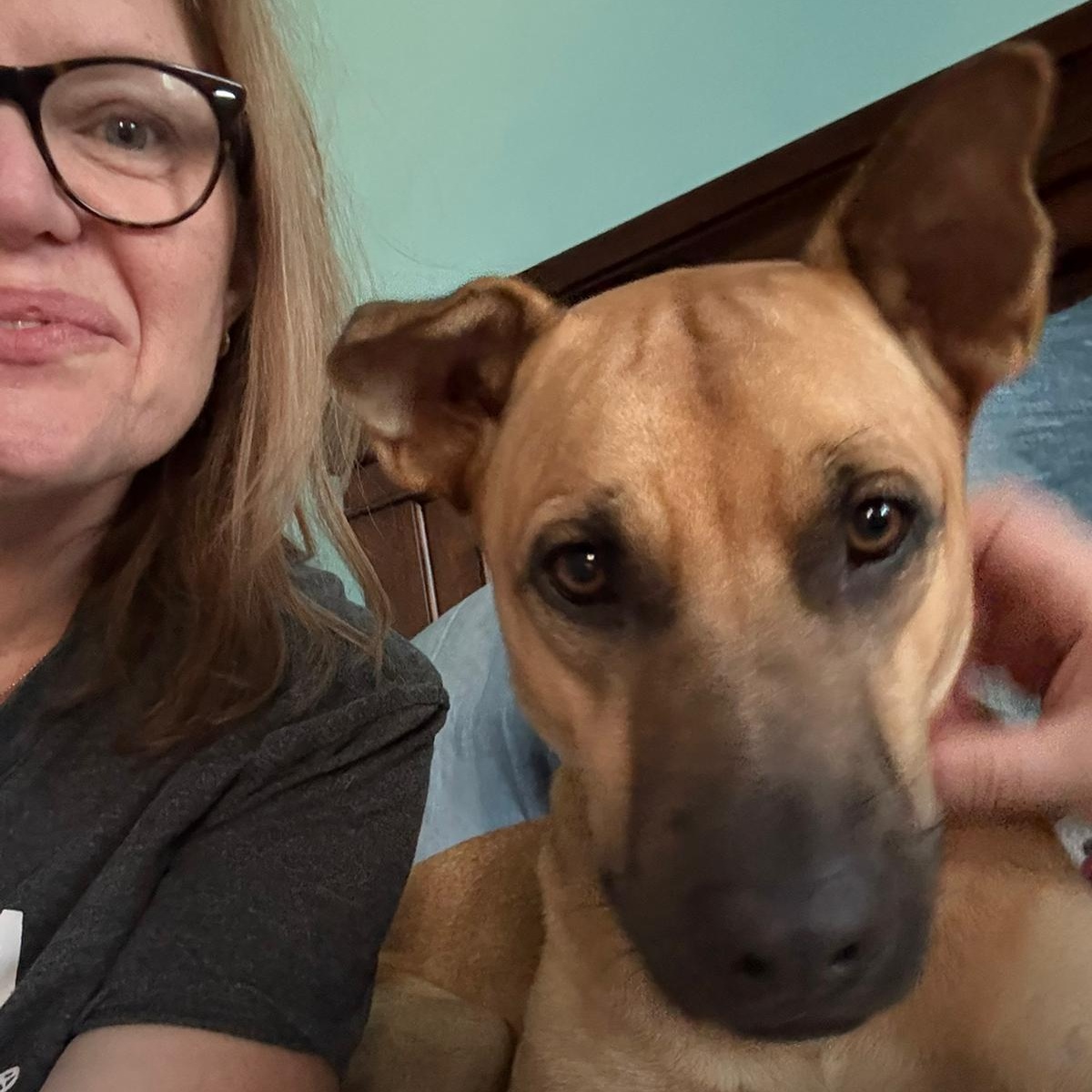 Enlarge Taj, a Adopted Mixed Breed in Head of Saint Margarets Bay, NS image 1/4